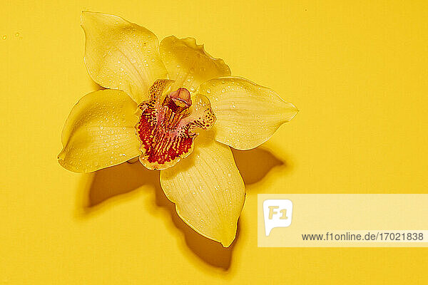 Kopf einer gelb blühenden Orchidee