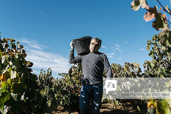 Mann trägt Eimer auf der Schulter beim Spaziergang inmitten von Weintrauben