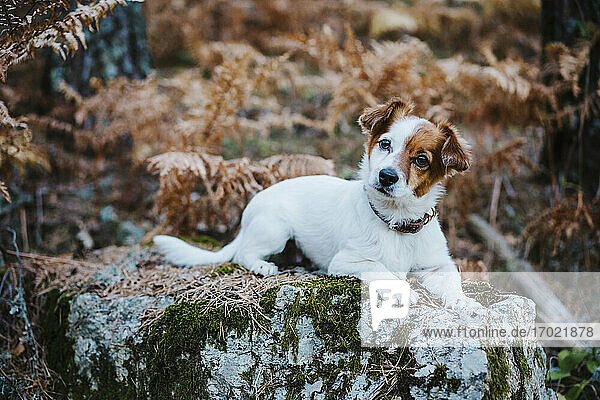 Niedlicher kleiner Hund auf einem Felsen im Herbstwald liegend