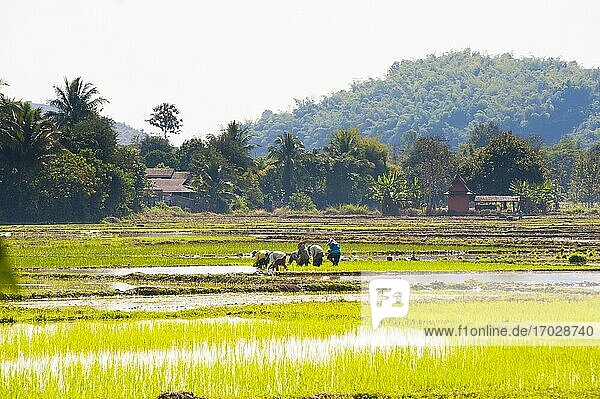 Der Lahu-Stamm pflanzt Reis in den Reisfeldern rund um Chiang Rai  Thailand. Chiang Rai liegt in den Bergen im Norden Thailands. Aufgrund der atemberaubenden Landschaft und der Reisfelder in der Umgebung ist es ein beliebter Ort für Touristen  die an einer Wanderung zu traditionellen Stämmen wie dem Akha-Stamm  dem Lahu-Stamm und dem Hmong-Stamm teilnehmen. Chiang Rai bietet nicht nur die Möglichkeit  die Dorfbewohner bei der Reisernte in den Reisfeldern zu begleiten  sondern auch viele andere Sehenswürdigkeiten wie buddhistische Tempel und Märkte.
