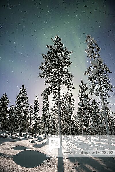 Nordlicht (Aurora borealis) über schneebedeckten Bäumen in einem Wald im Winter in Finnisch-Lappland,  innerhalb des Polarkreises in Finnland