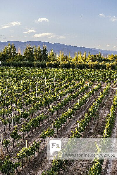 Weinberge einer Bodega (Weinkellerei) im Gebiet Maipu in Mendoza  Provinz Mendoza  Argentinien