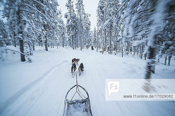 Husky dog sledding on a frozen icy snow covered lake in winter in the Lapland landscape in a forest in Finland