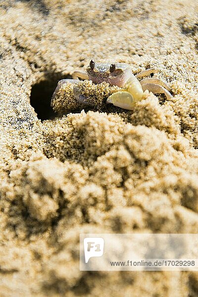 Krabbe am Strand von Negombo  Westküste  Sri Lanka  Asien