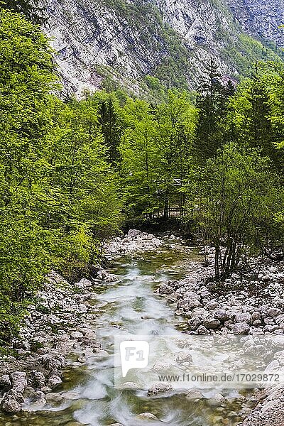 Fluss Bohinj im Bohinjer Becken  Triglav-Nationalpark  Julische Alpen  Slowenien  Europa