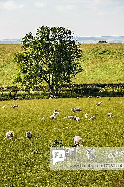 Schafe im Northumberland National Park,  in der Nähe von Hexham,  England,  Vereinigtes Königreich,  Europa