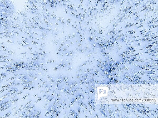 Luftaufnahme eines weißen  schneebedeckten Winterwaldes mit kalten Bäumen am Polarkreis in Finnisch-Lappland  Finnland Drohne