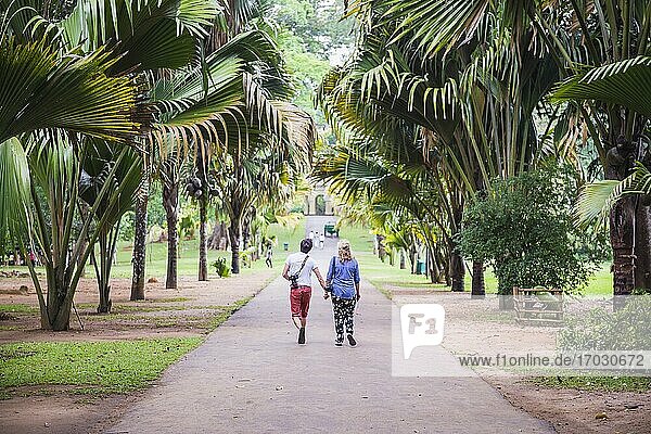 Urlaubspaar beim Besuch des Königlichen Botanischen Gartens von Kandy  Peradeniya  Kandy  Sri Lanka  Asien