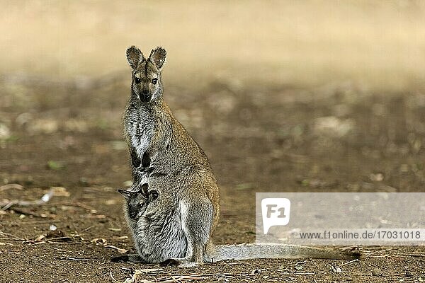 Red-necked wallaby (Macropus rufogriseus)  Bennett's kangaroo  adult  female  young looking out of pouch  Cuddly Creek  South Australia  Australia  Oceania