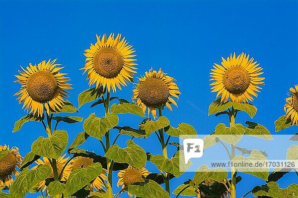 Ein Feld mit Sonnenblumen (Helianthus annuus)  Limagne  Auvergne