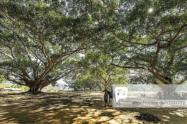 Hundred-year-old banyan trees in Pindaya  Shan state  Myanmar  Asia