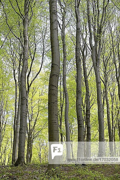 Laubwald  Rotbuchen (Fagus sylvatica) mit frischem Blattaustrieb  Nordrhein-Westfalen  Deutschland  Europa