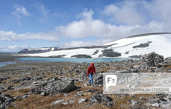 Tundra  barren landscape  hiker on a hike to Snøhetta mountain  remains of an old stone hut  Dovrefjell National Park  Oppdal  Norway  Europe