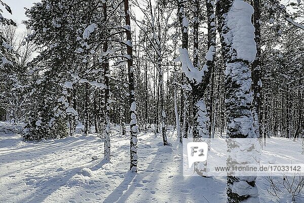 Fituna  Schweden Eine bewaldete Landschaft im Schnee.