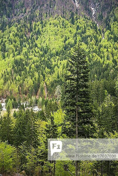 Alpenwald bei Kranjska Gora  Juilaner Alpen  Triglav-Nationalpark  Oberkrain  Slowenien