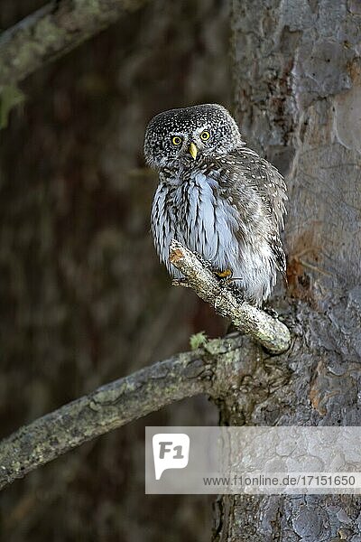 Pygmy Owl (Glaucicium passerinum)  sitting on the branch of a tree  Pillberg  Tyrol  Austria  Europe