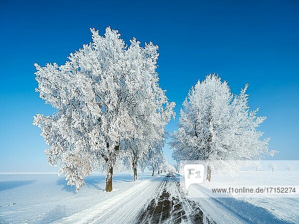 Allee durch tief verschneite kalte Winterlandschaft  Bäume mit Raureif  blauer Himmel  Burgenlandkreis  Sachsen-Anhalt  Deutschland  Europa