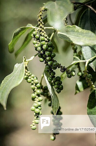 Organic peppercorn pods growing on pepper vine plant in kampot cambodia.