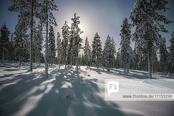 Verschneite Winterlandschaft bei Nacht unter dem Sternenhimmel in Torassieppi  Finnisch-Lappland  Finnland