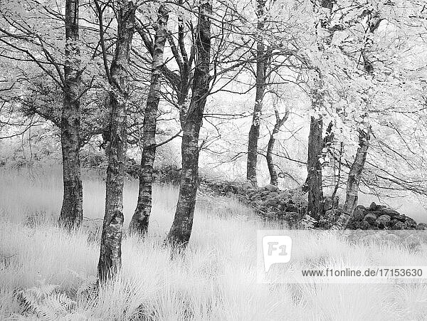 Ein Infrarotbild von Bäumen neben einer Steinmauer in einem Waldgebiet im Brecon Beacons National Park.
