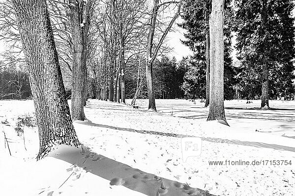 Niederländische Winterlandschaft mit Schnee, Die Niederlande, Europa.
