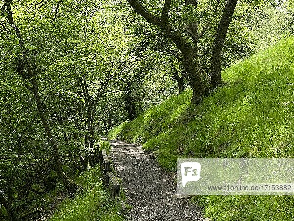 Ein Wanderweg durch ein Waldgebiet entlang des Flusses Mellte im Waterfall Country  Brecon Beacons National Park  Südwales.