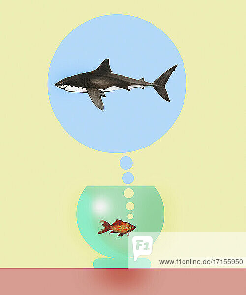 Goldfisch im Fischglas  der sich vorstellt  ein Hai zu sein
