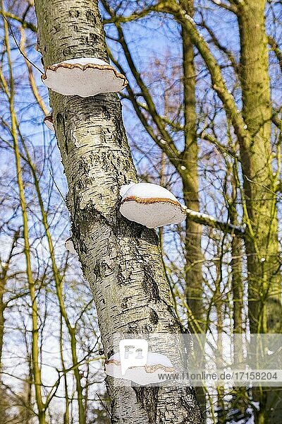 Truthahnschwänze auf einem Baum in einer holländischen Winterlandschaft mit Schnee  Die Niederlande  Europa.