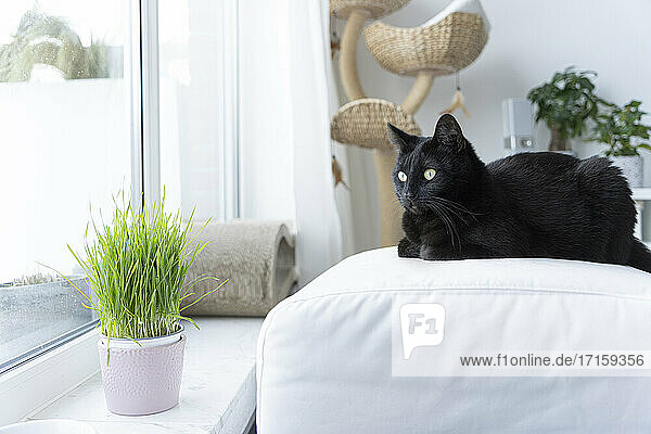 Black cat looking through window while sitting on ottoman stool at home