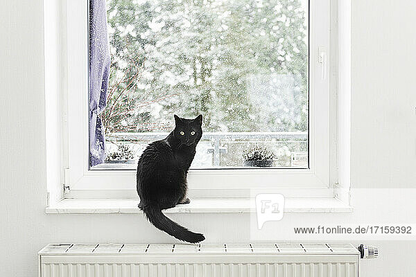 Black cat sitting on window sill