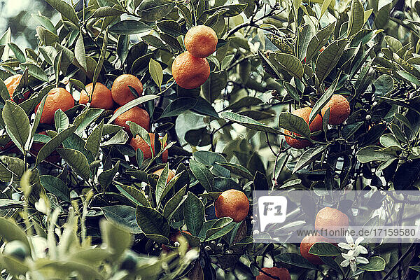 Ripe mandarines (Citrus reticulata) growing outdoors in spring