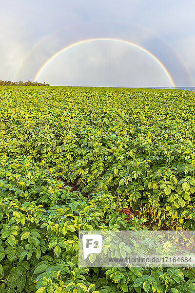 UK  Schottland  East Lothian  Doppelter Regenbogen über einem Kartoffelfeld (Solanum tuberosum)