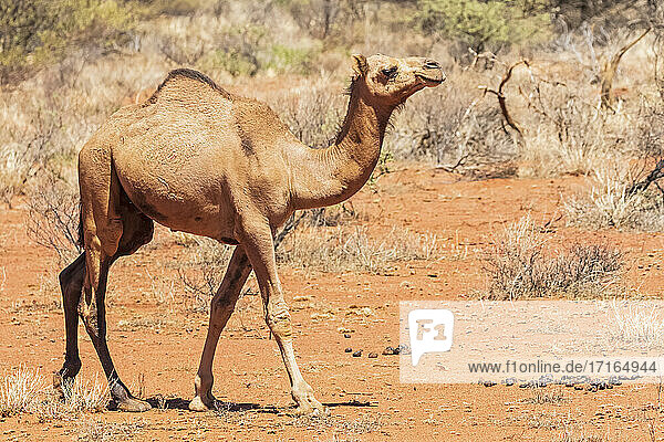 Dromedary (Camelus dromedarius) walking in Uluru-Kata Tjuta National Park