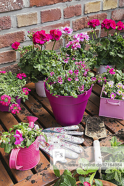 Rosa Sommerblumen auf dem Balkon gezüchtet