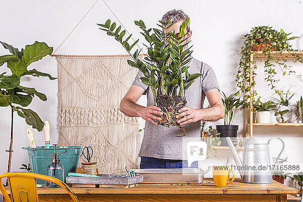 Mann hält eine Zamioculcas Zamiifolia-Pflanze  während er zu Hause steht