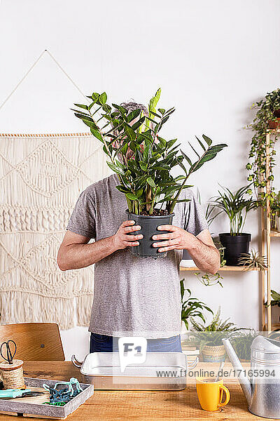 Mann hält Zamioculcas Zamiifolia Pflanze Blumentopf  während stehend durch Tabelle zu Hause