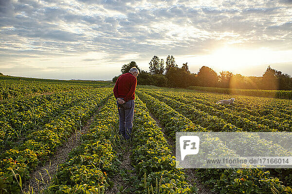 Senior man standing in strawberries field