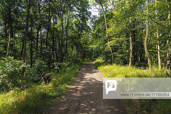 Empty footpath in Thuringian Forest on sunny day