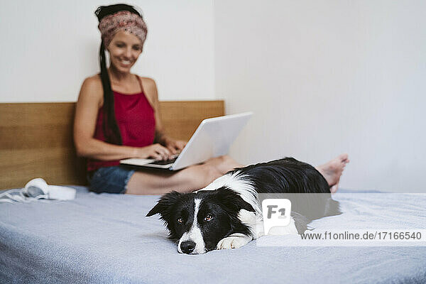 Hund auf dem Bett liegend mit Frau sitzend und mit Laptop im Hintergrund zu Hause