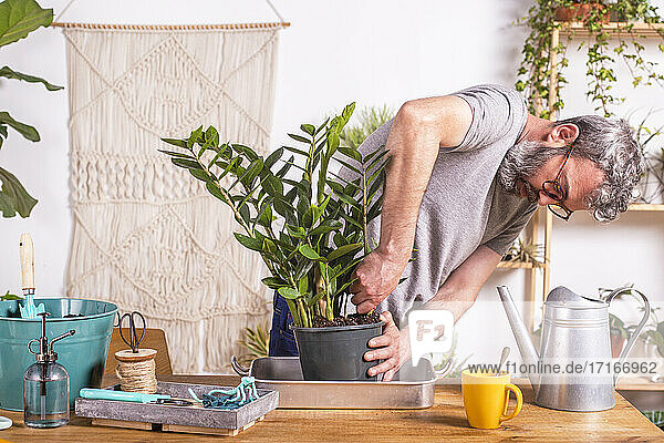 Mann  der zu Hause stehend eine Zamioculcas Zamiifolia Pflanze aus dem Blumentopf entfernt