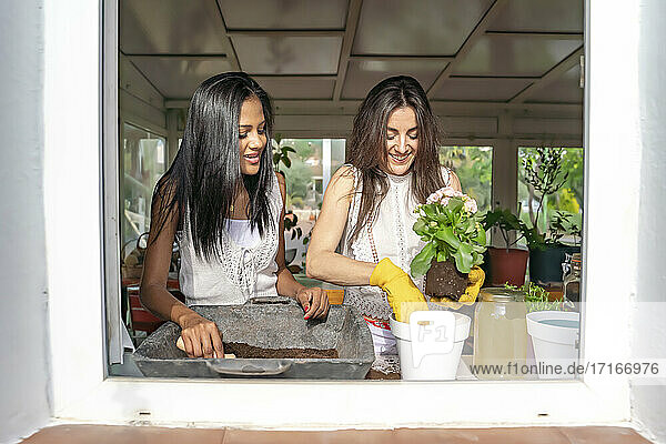 Smiling female friends planting flowers at window