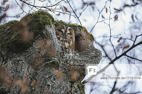 Tawny owl (Strix aluco) hiding in tree stump