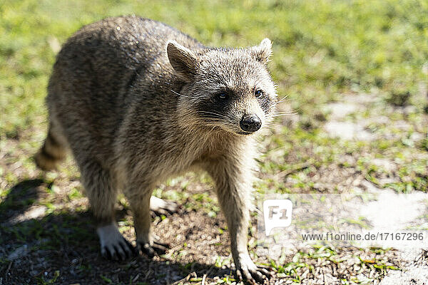 Portrait of raccoon walking outdoors