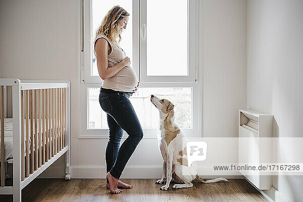 Schwangere Frau mit Händen auf dem Bauch  die einen Hund ansieht  während sie am Fenster steht