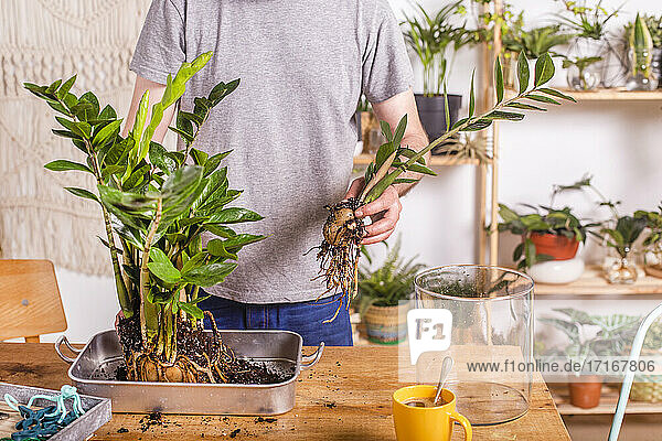 Mann  der die Wurzeln der Pflanze Zamioculcas Zamiifolia teilt  während er zu Hause am Tisch steht
