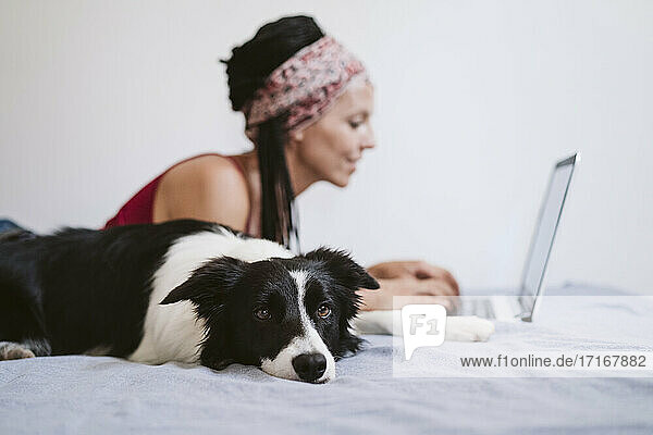 Border Collie ruht sich aus  während er auf dem Bett liegt und eine Frau im Hintergrund einen Laptop benutzt