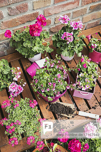 Kräuter und rosa Sommerblumen auf dem Balkon angebaut