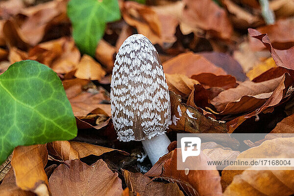 Deutschland  Bayern  Würzburg  Elsterpilz (Coprinopsis picacea) inmitten gefallenen Herbstlaubs