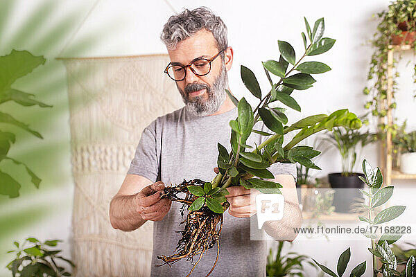 Älterer Mann mit Brille  der bei der Gartenarbeit zu Hause die Wurzeln der Pflanze Zamioculcas Zamiifolia kontrolliert