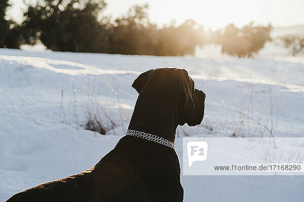 Black great Dane dog looking away in snow during sunset
